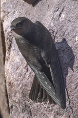 Ptyonoprogne concolor