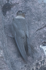 Ptyonoprogne concolor