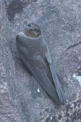 Ptyonoprogne concolor