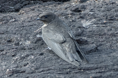 Ptyonoprogne concolor