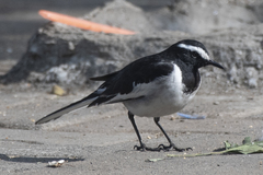 Motacilla maderaspatensis