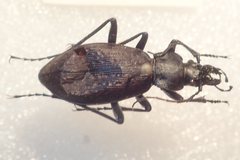 Carabus boysi
