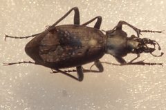 Carabus boysi