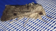 Noctuinae