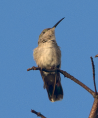 Anthracothorax aurulentus