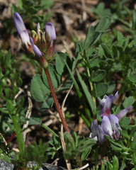 Astragalus oreades