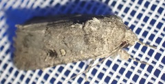 Noctuinae
