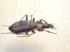 Carabus boysi
