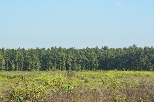 Image of Shorea robusta by no rights reserved