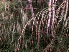 Dinebra