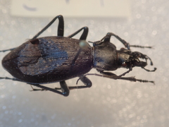 Carabus boysi
