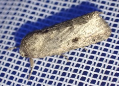 Noctuinae