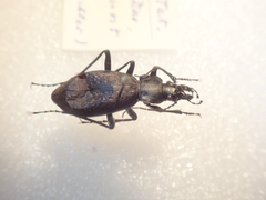 Carabus boysi