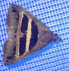 Grammodes geometrica