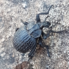 Brachycerus rotundicollis