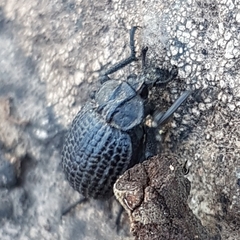 Brachycerus rotundicollis