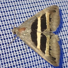 Grammodes geometrica