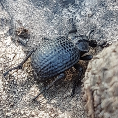 Brachycerus rotundicollis