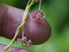 Stephania gracilenta