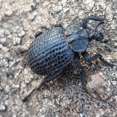 Brachycerus rotundicollis
