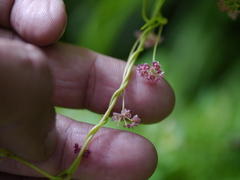 Stephania gracilenta
