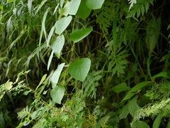 Stephania gracilenta