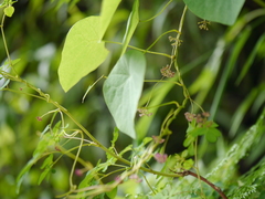 Stephania gracilenta