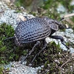 Brachycerus rotundicollis