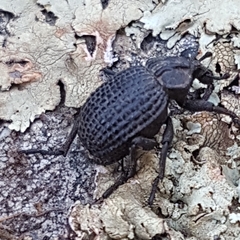 Brachycerus rotundicollis