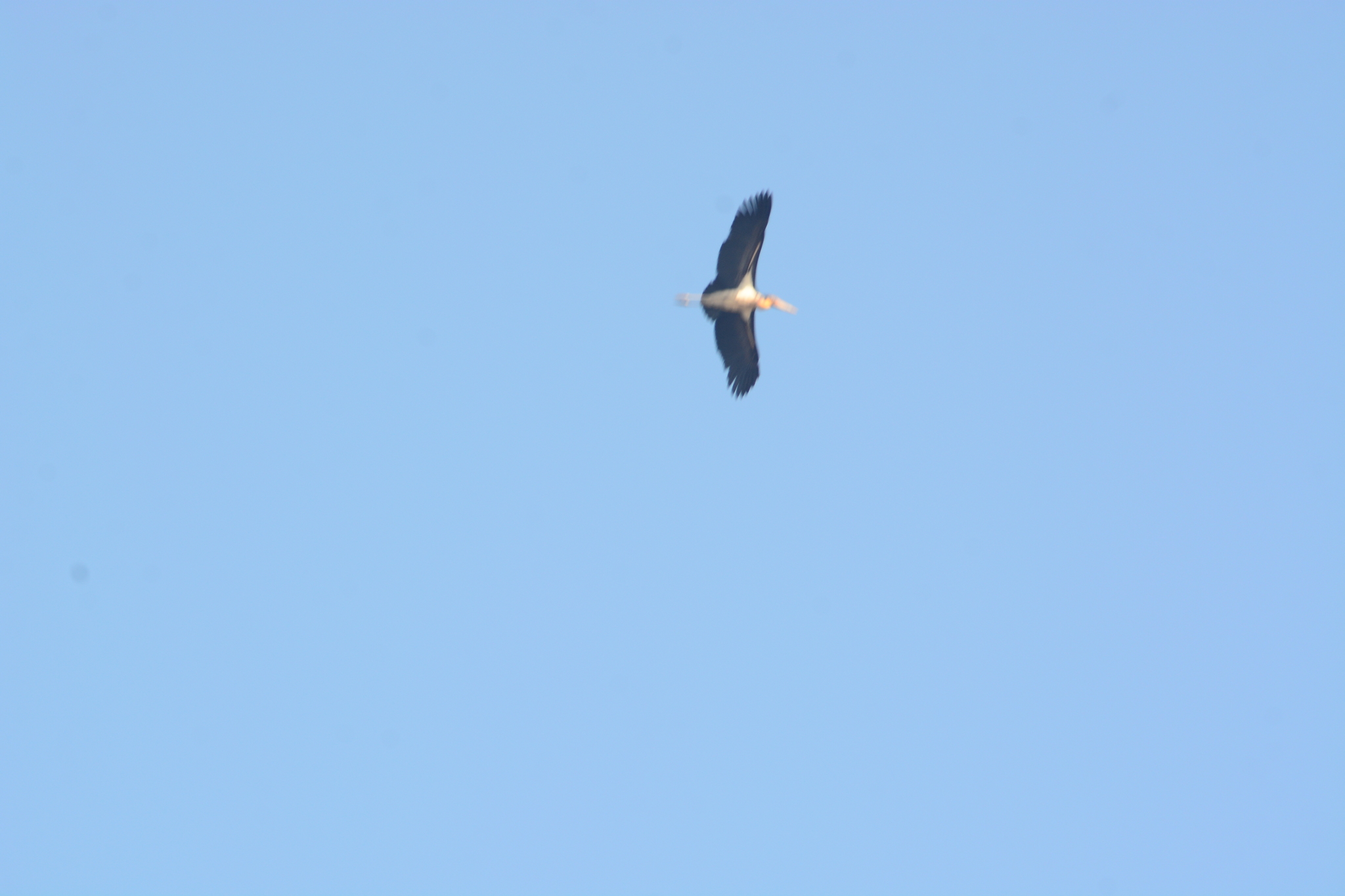 Lesser Adjutant