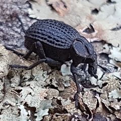 Brachycerus rotundicollis
