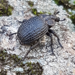 Brachycerus rotundicollis
