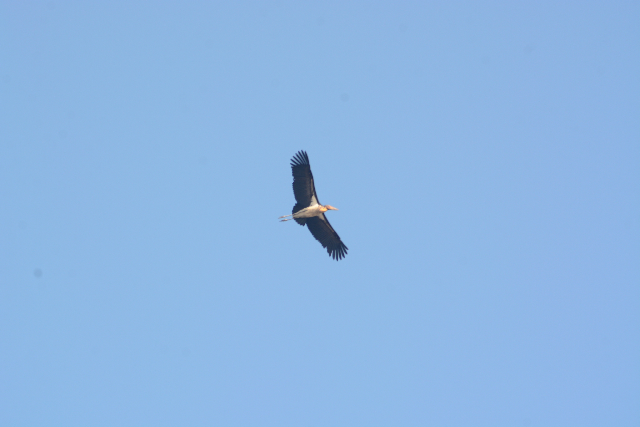Lesser Adjutant