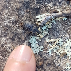 Brachycerus rotundicollis
