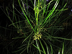 Dodonaea stenophylla