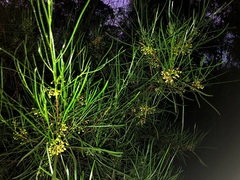 Dodonaea stenophylla