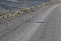 Dendroaspis polylepis