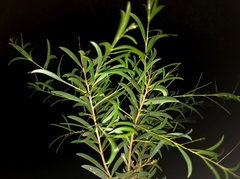 Acacia excelsa