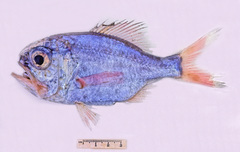 Rough-Fish photo 4