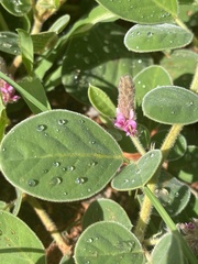 Indigofera flavicans