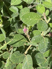 Indigofera flavicans