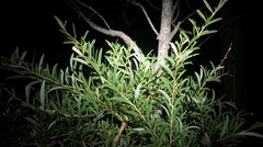 Acacia excelsa