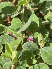 Indigofera flavicans