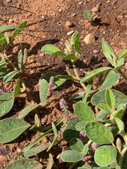 Indigofera flavicans