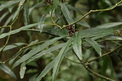 Aucuba chinensis