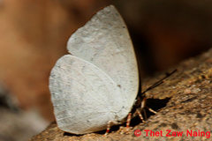 Curetis acuta dentata