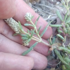 Blutaparon vermiculare