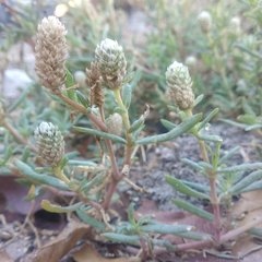 Blutaparon vermiculare