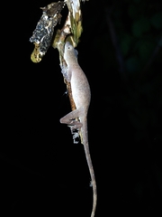 Anolis fuscoauratus