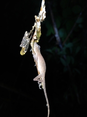 Anolis fuscoauratus